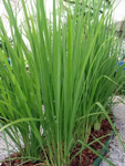 wangi